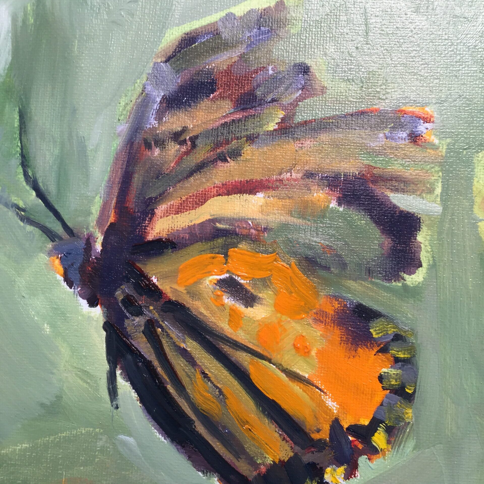 Butterfly Butterfly